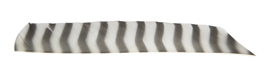 FEATHERS FULL LENGTH RW BARRED