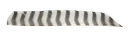 FEATHERS FULL LENGTH RW BARRED