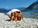3D INTERNATIONAL 3D HERMIT CRAB